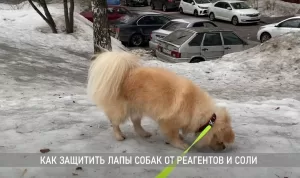 Подробнее о статье Как защитить лапы собаки от соли и реагентов зимой