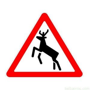 1.25 – “Дикие животные”